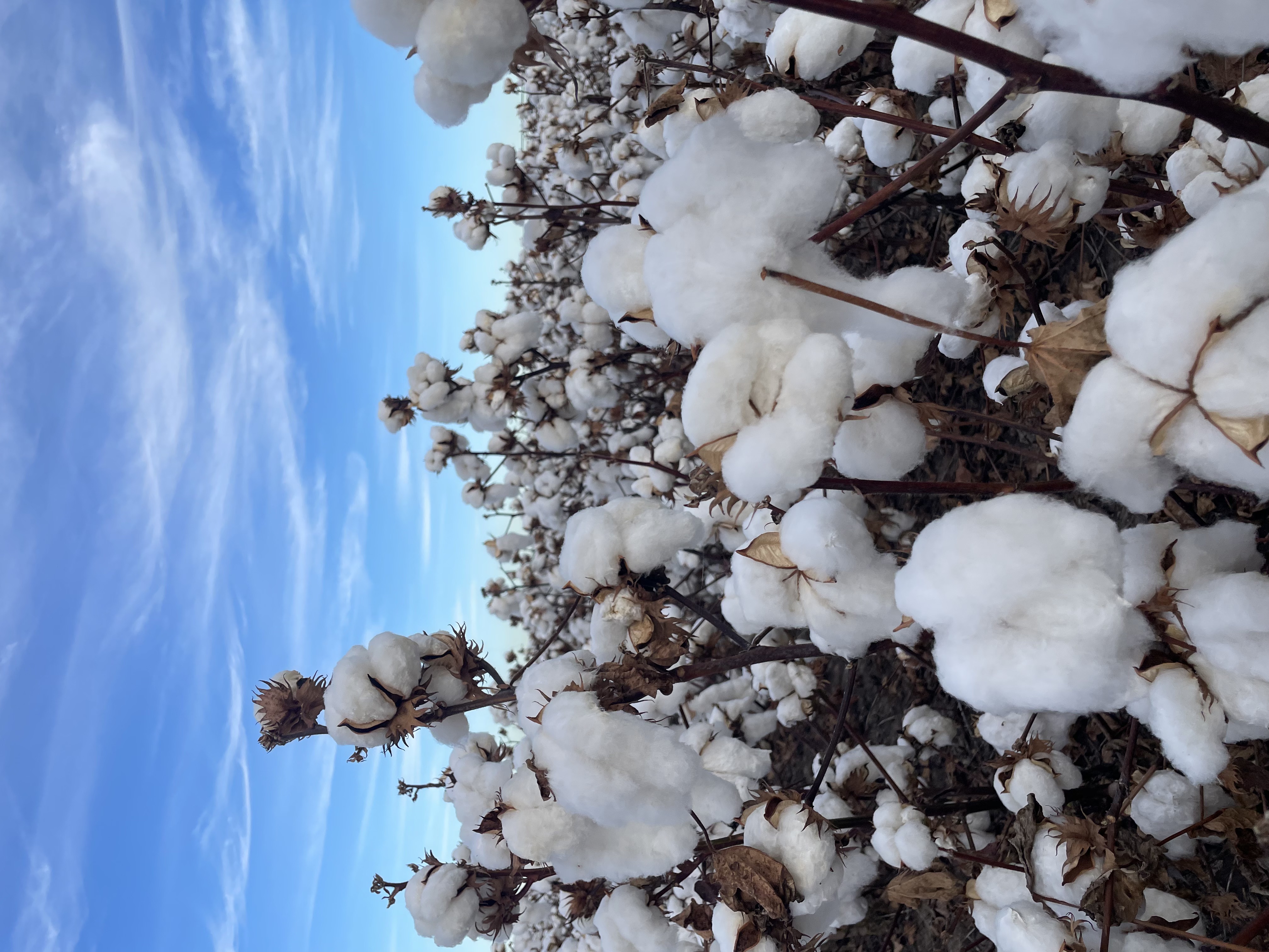 Cotton